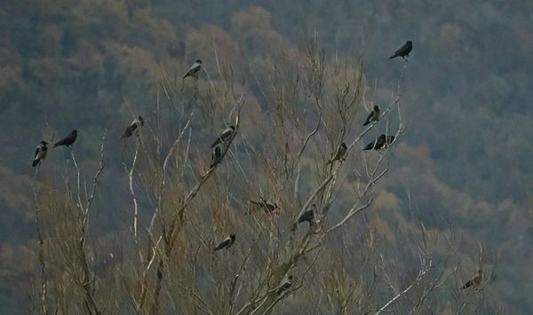 Cornacchia nera  - Marco Esposito