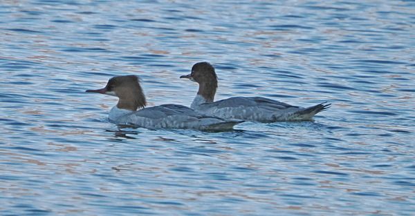 Smergo maggiore  - Marco Esposito
