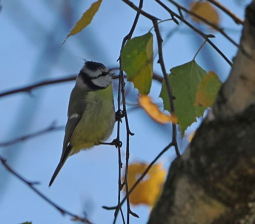 Cinciarella  - Marco Esposito