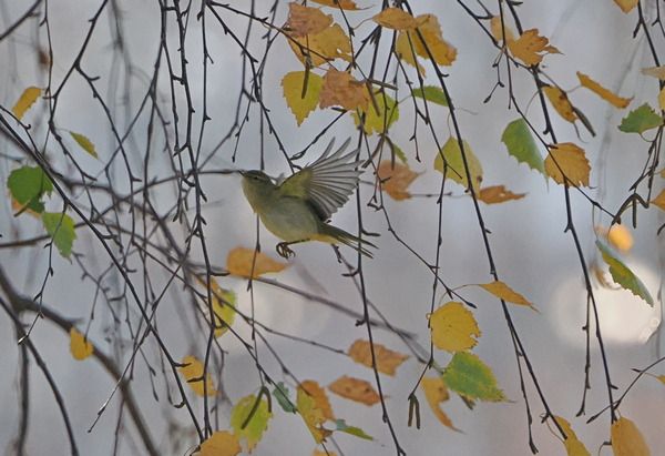 Luì piccolo  - Marco Esposito