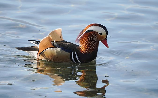 Anatra mandarina  - Marco Esposito