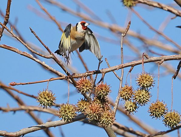 Cardellino  - Marco Esposito