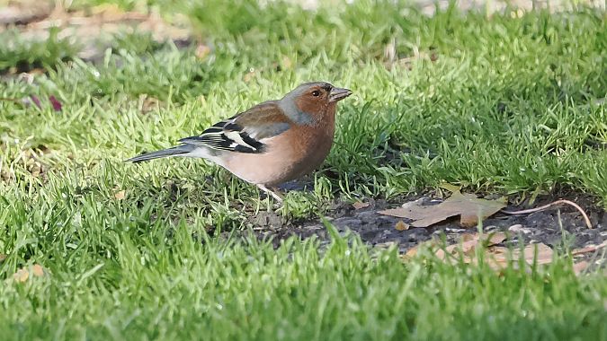 Fringuello  - Marco Esposito