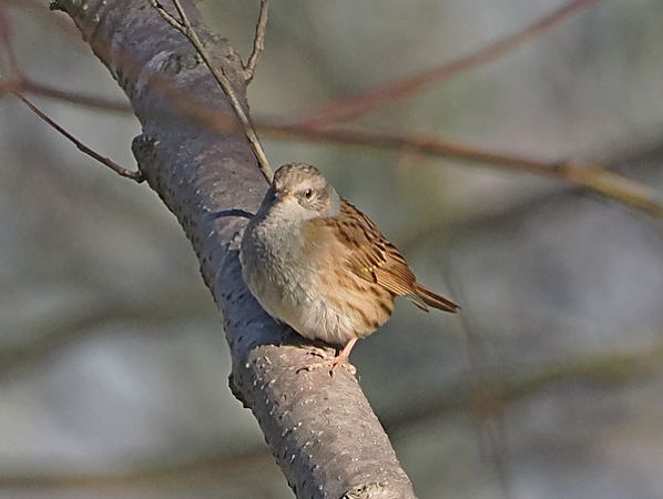 Passera scopaiola  - Marco Esposito