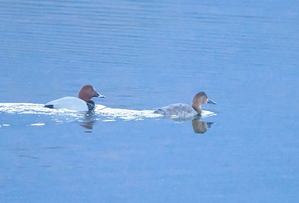 Moriglione  - Marco Esposito