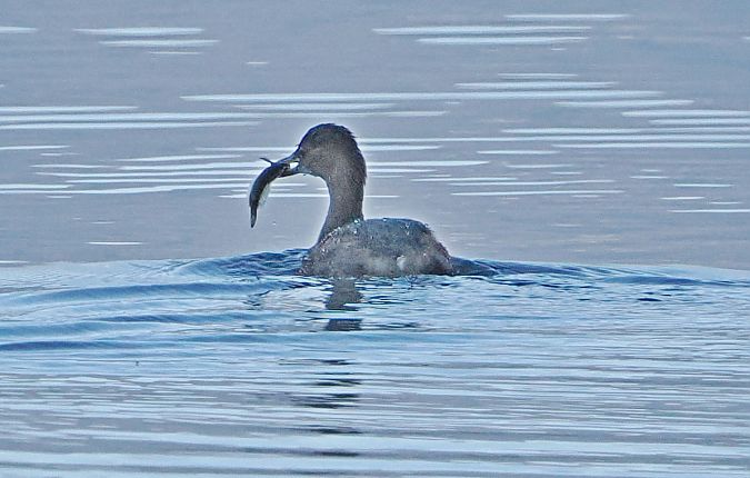 Tuffetto  - Marco Esposito