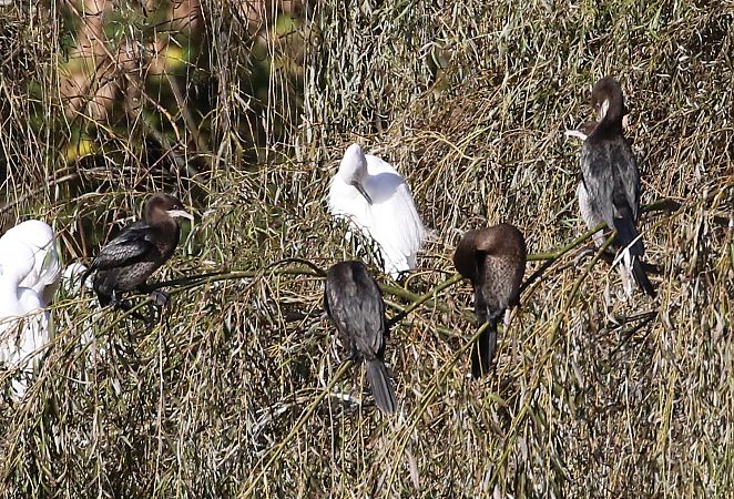 Marangone minore  - Enrico Viganò