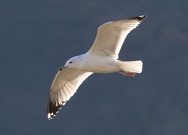 Gabbiano pontico  - Enrico Viganò