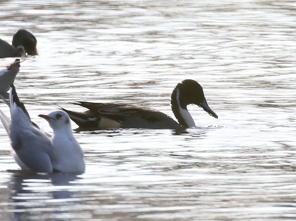 Codone  - Enrico Viganò