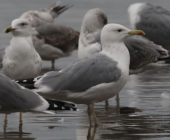 Gabbiano pontico  - Enrico Viganò