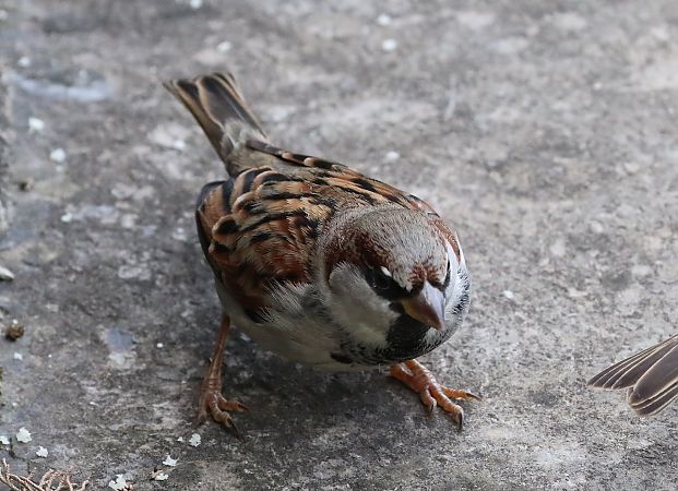 Ibrido Passera d’Italia x europea  - Enrico Viganò