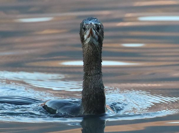 Marangone minore  - Enrico Viganò