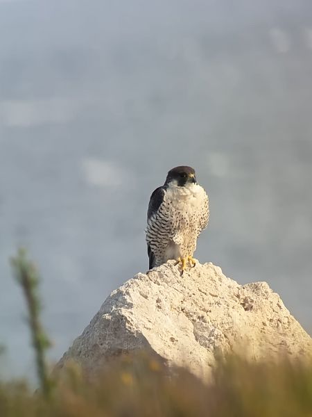 Falco pellegrino siberiano  - Simone Bellomo