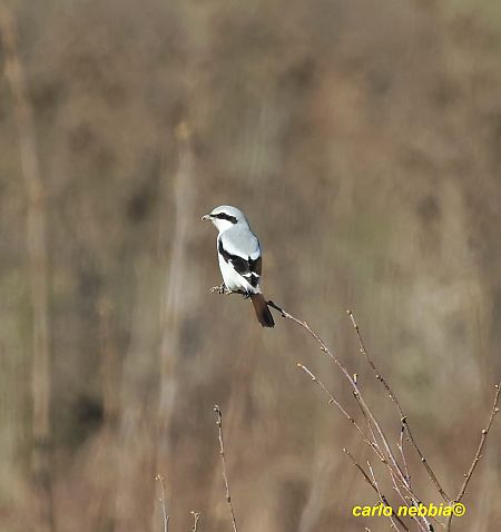 Averla maggiore  - Carlo Nebbia
