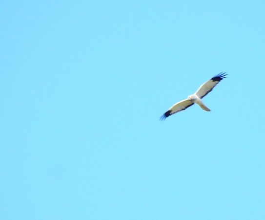 Albanella reale  - Aldo Callegarin