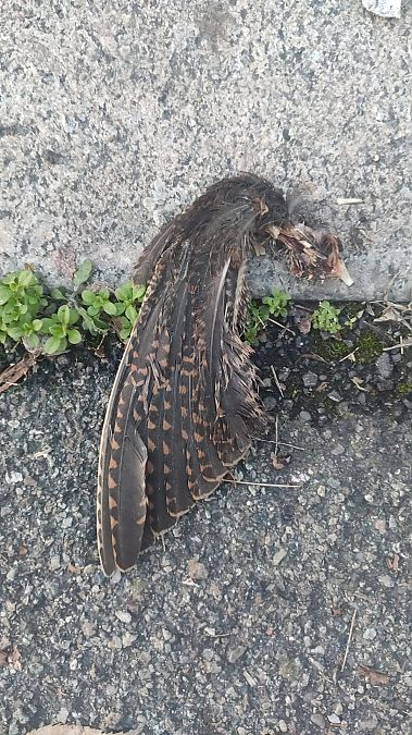 Beccaccia  - Anonimo