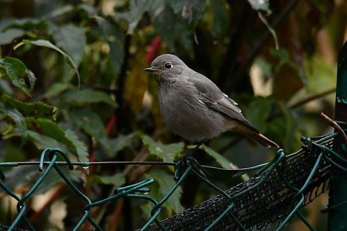 Codirosso spazzacamino  - Valerio Pezzi