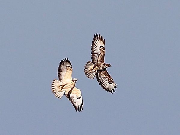 Poiana  - Paolo Geromel