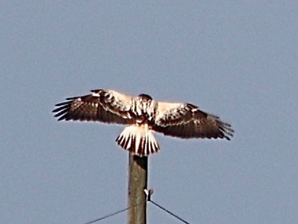 Poiana  - Paolo Geromel