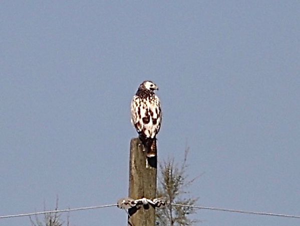 Mäusebussard  - Paolo Geromel