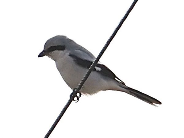 Averla maggiore  - Paolo Geromel