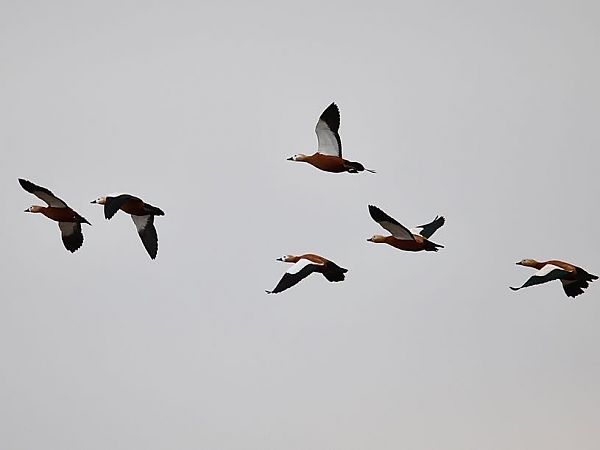 Casarca  - Paolo Geromel