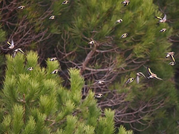 Cardellino  - Paolo Geromel