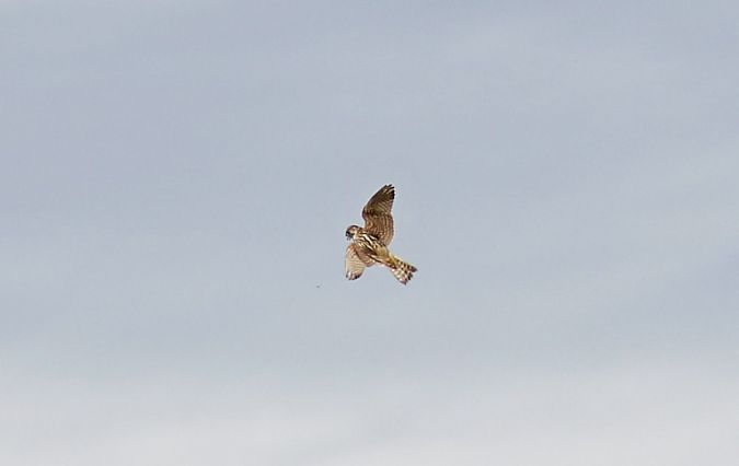 Smeriglio  - Flavio Menegat