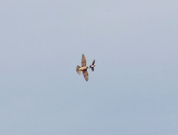 Smeriglio  - Flavio Menegat