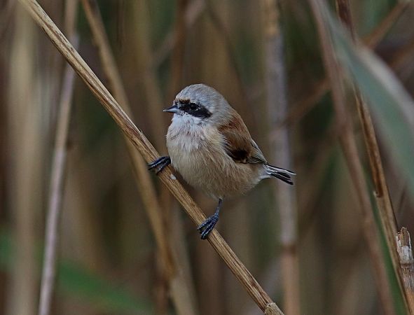 Pendolino  - Flavio Menegat