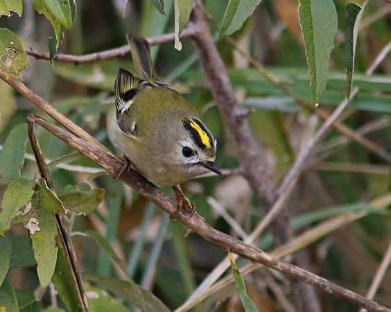 Regolo  - Flavio Menegat