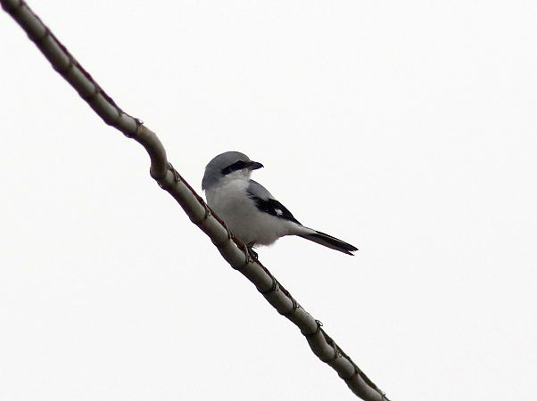 Averla maggiore  - Flavio Menegat