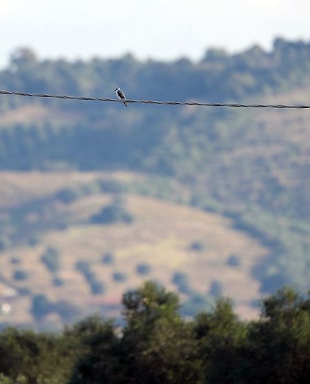 Nibbio bianco  - Michele Lamberti