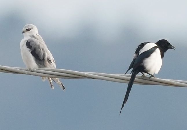 Nibbio bianco  - Michele Lamberti