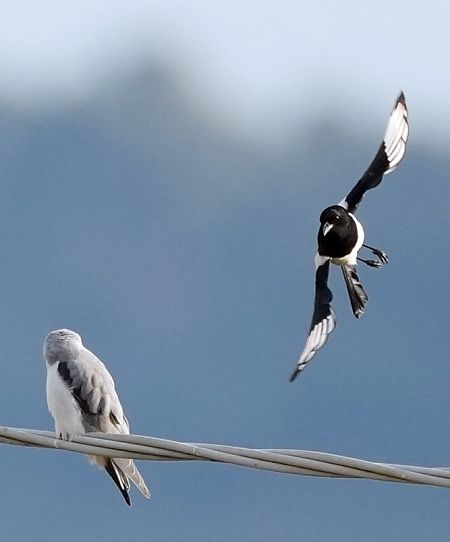 Nibbio bianco  - Michele Lamberti