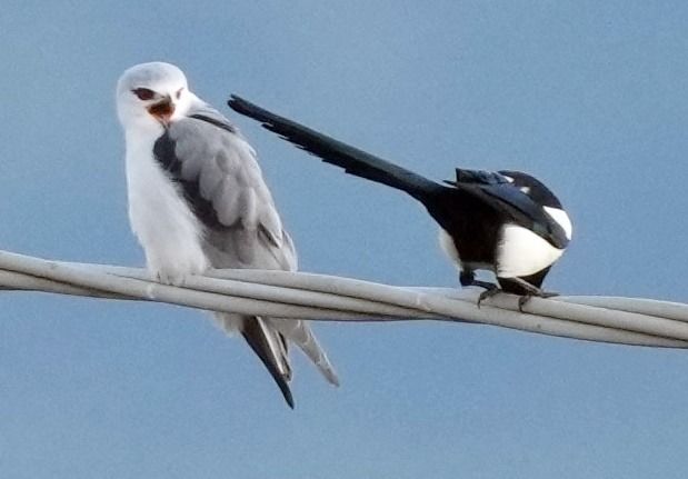 Nibbio bianco  - Michele Lamberti