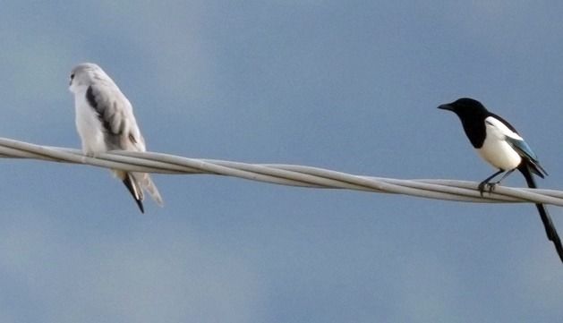 Nibbio bianco  - Michele Lamberti