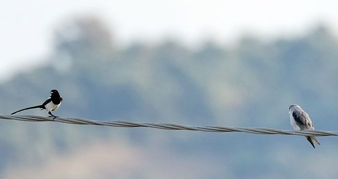 Nibbio bianco  - Michele Lamberti