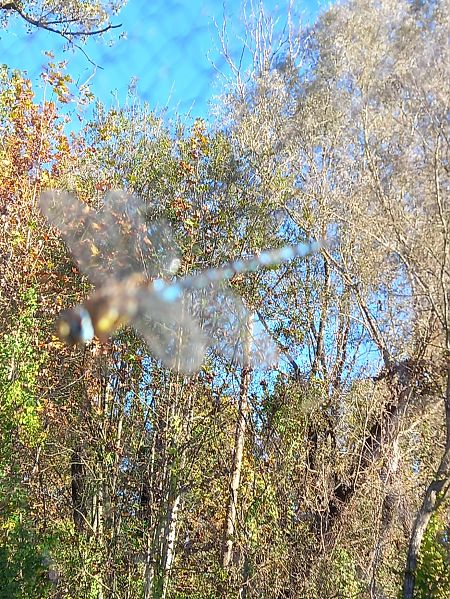 Aeshna mixta  - Francesco Ornaghi