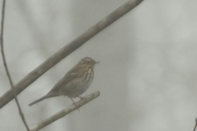 Prispolone indiano  - Francesco Ornaghi