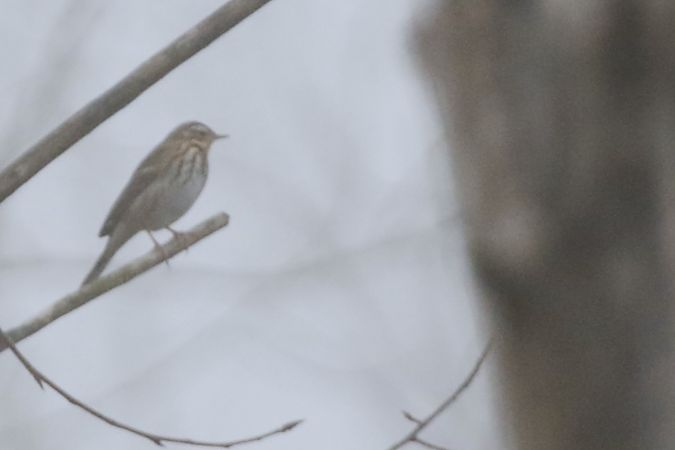 Prispolone indiano  - Francesco Ornaghi