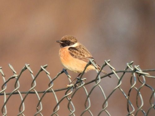 Saltimpalo comune  - Zaffaroni Paolo