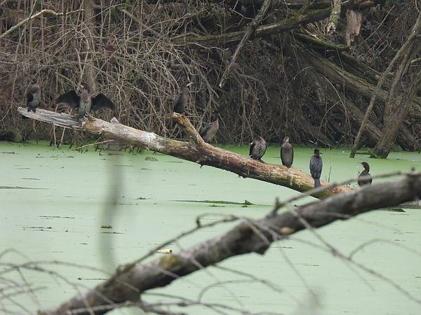 Marangone minore  - Zaffaroni Paolo