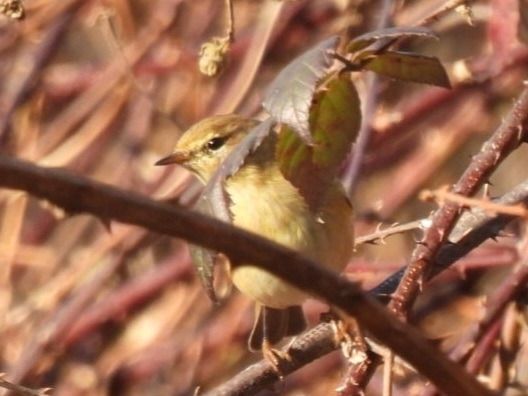 Luì piccolo  - Zaffaroni Paolo
