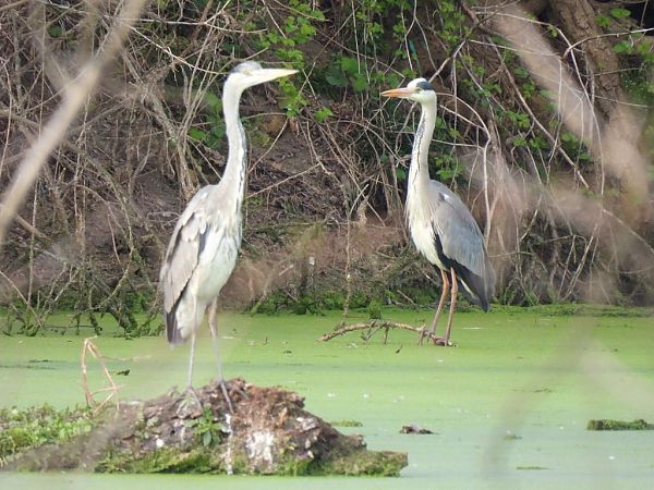 Airone cenerino  - Zaffaroni Paolo