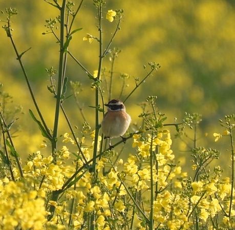 Stiaccino  - Zaffaroni Paolo