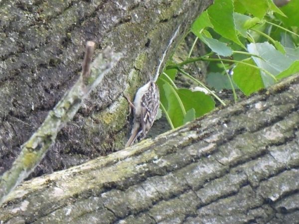 Rampichino comune  - Zaffaroni Paolo