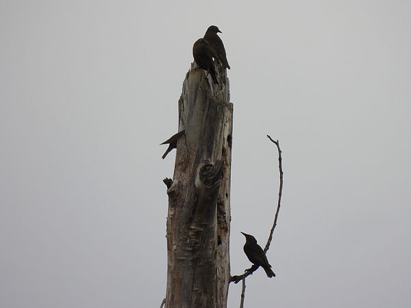 Storno  - Zaffaroni Paolo