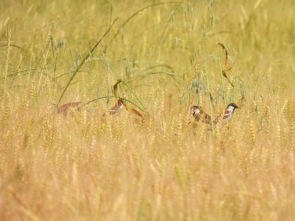 Passera d'Italia  - Zaffaroni Paolo