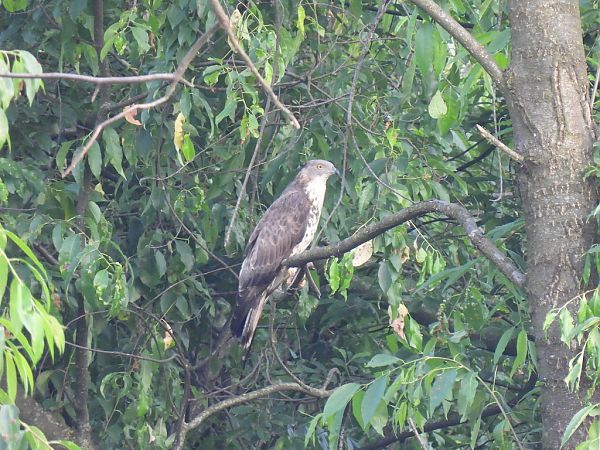 Falco pecchiaiolo  - Zaffaroni Paolo